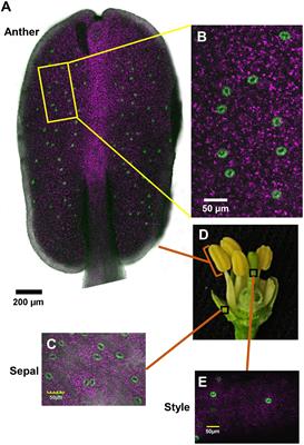 Expression of Hexokinase in Stomata of Citrus Fruit Reduces Fruit Transpiration and Affects Seed Development